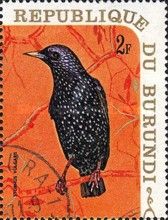 European Starling (Sturnus vulgaris)