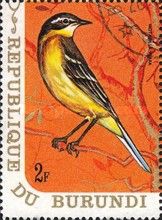 Western Yellow Wagtail (Motacilla flava)