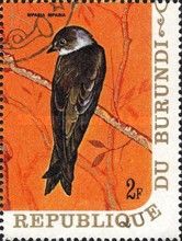Bank Swallow (Riparia riparia)