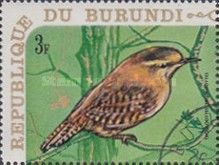 Eurasian Wren (Troglodytes troglodytes)
