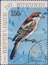Woodchat Shrike (Lanius senator)
