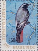 Black Redstart (Phoenicurus ochruros)