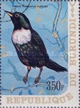 Ring Ouzel (Turdus torquatus)