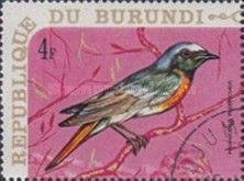 Common Redstart (Phoenicurus phoenicurus)