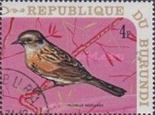 Dunnock (Prunella modularis)