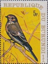 European Pied Flycatcher (Ficedula hypoleuca)