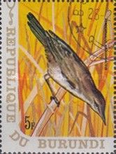 Great Reed Warbler (Acrocephalus arundinaceus)
