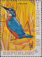 Common Kingfisher (Alcedo atthis)