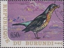 Fieldfare (Turdus pilaris)