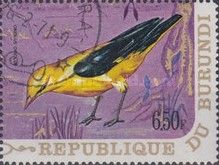Eurasian Golden Oriole (Orious oriolus)