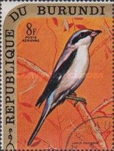 Great Grey Shrike (Lanius excubitor)