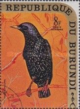 European Starling (Sturnus vulgaris)