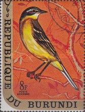 Western Yellow Wagtail (Motacilla flava)