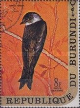 Bank Swallow (Riparia riparia)