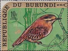 Eurasian Wren (Troglodytes troglodytes)