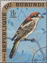 Woodchat Shrike (Lanius senator)