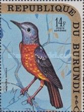 Rufous-taied Rock-thrush (Monticola saxatilis)