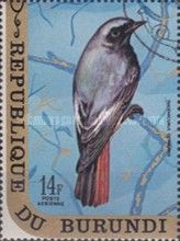 Black Redstart (Phoenicurus ochruros)