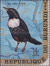 Ring Ouzel (Turdus torquatus alpestris)