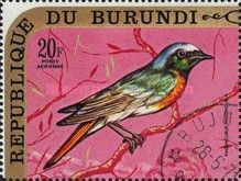 European Redstart (Phoenicurus phoenicurus)