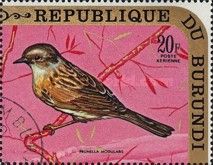 Dunnock (Prunella modularis)