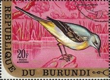 Grey Wagtail (Motacilla cinerea)