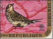 Meadow Pipit (Anthus pratensis)