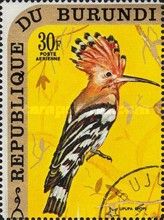 Eurasian Hoopoe (Upupa epops)