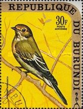 European Pied Flycatcher (Ficedula hypoleuca)