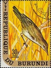 Great Reed-Warbler (Acrocephalus arundinaceus)