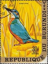 Common Kingfisher (Alcedo atthis)