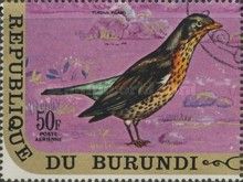 Cesena (Turdus pilaris)