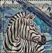 Plains Zebra (Equus quagga)
