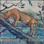 Leopard (Panthera pardus)