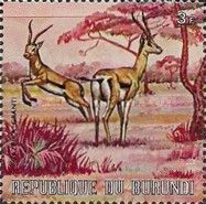 Grant's Gazelle (Gazella granti)