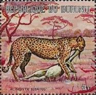 Cheetah (Acinonyx jubatus)