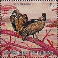White-backed Vulture (Gyps africanus)