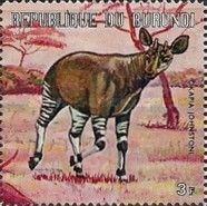 Okapi (Okapia johnstoni)