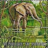 African Elephant (Loxodonta africana)