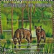 Spotted Hyena (Crocuta crocuta)