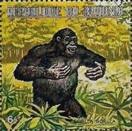Western Gorilla (Gorilla gorilla)