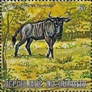 Blue Wildebeest (Connochaetes taurinus)