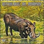 Desert Warthog (Phacochoerus aethiopicus)