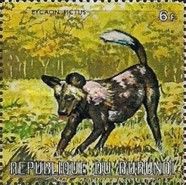 African Huntig Dog (Lycaon pictus)