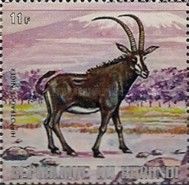 Sable Antelope (Hippotragus niger)
