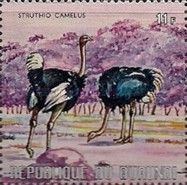 Common Ostrich (Struthio camelus)