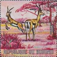 Grant's Gazelle (Gazella granti)