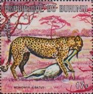 Cheetah (Acinonyx jubatus)