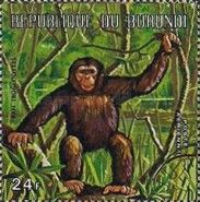 Chimpanzee (Pan troglodytes)