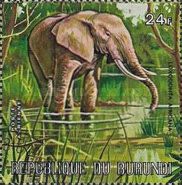 African Elephant (Loxodonta africana)